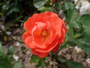 MINI METRO (miniature)